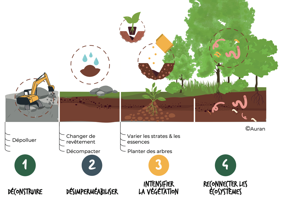 🌱 Gradient de renaturation : la nature refait son nid
